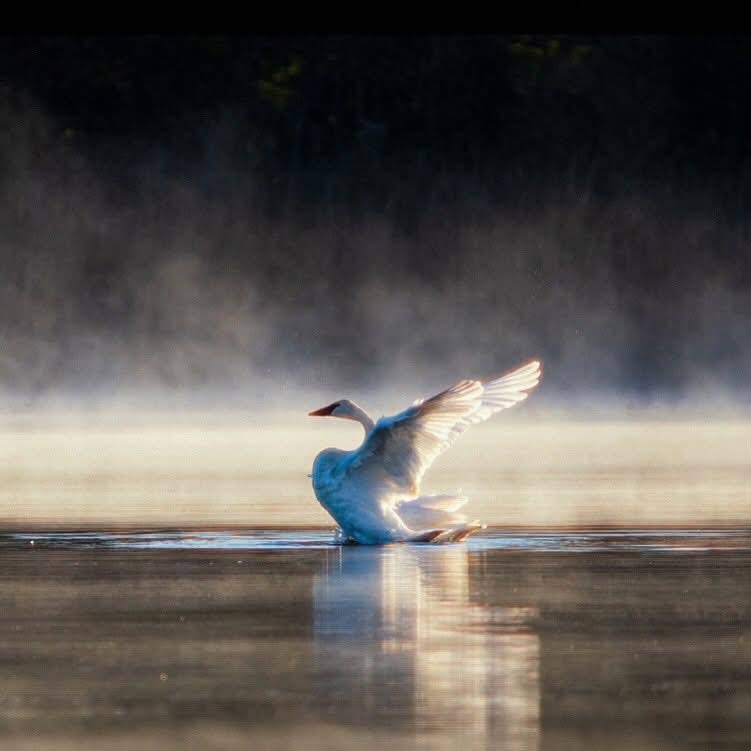 Mental Health in Rogers, AR